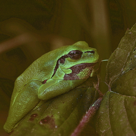 _Hyla arborea