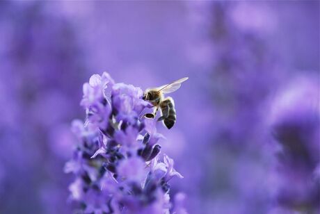 Liefde voor lavendel