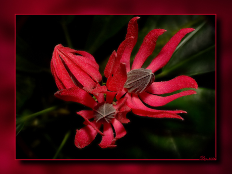 Indigenous Flower