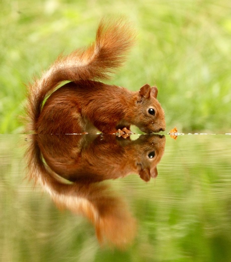 Eekhoorntje met reflectie