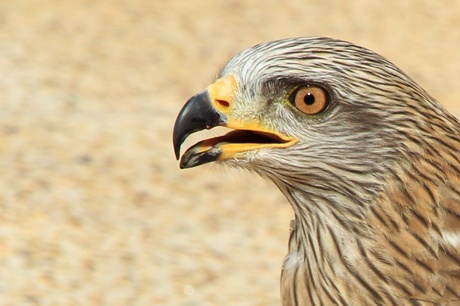 Roofvogelshow Lanzarote