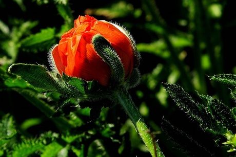 papaver