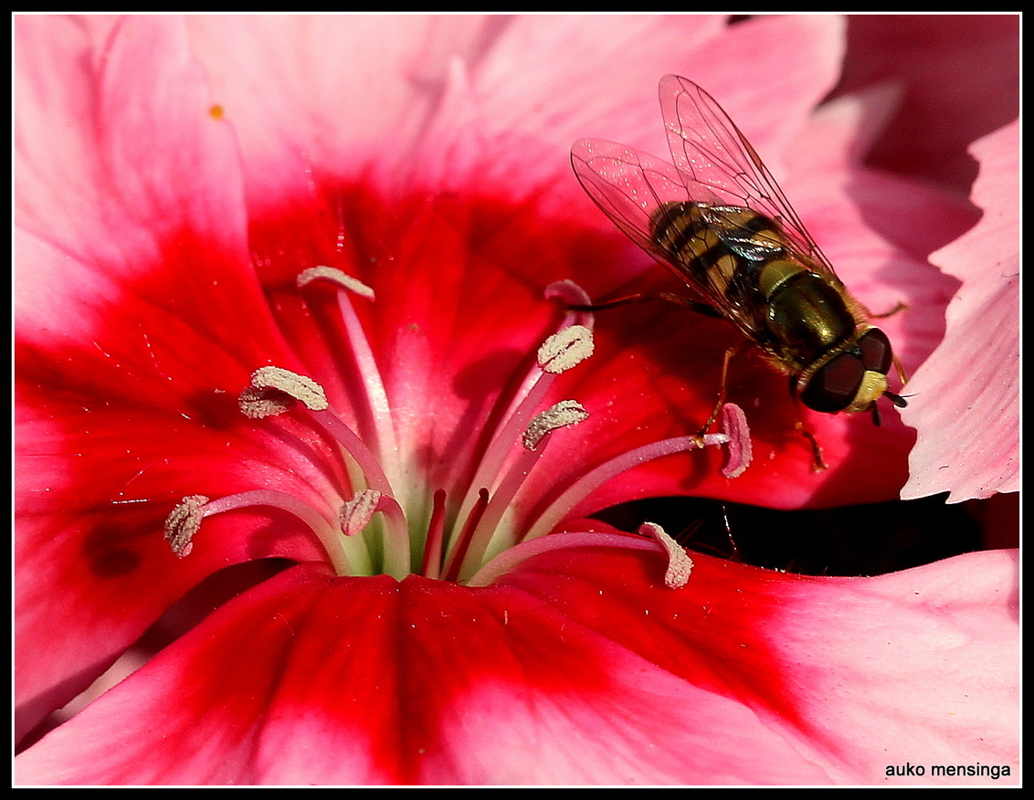 macro shot - IMG_4010.JPG - foto door akmens5 op 02-07-2013