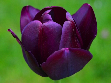 tulp