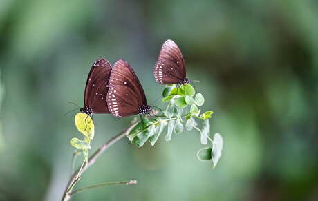 Shopping butterflies