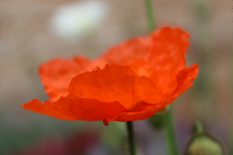 Mooi oranje is niet lelijk