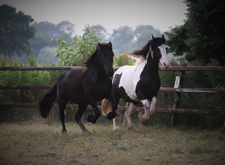 Paardenrace