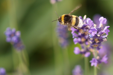 Hommel op de vlucht