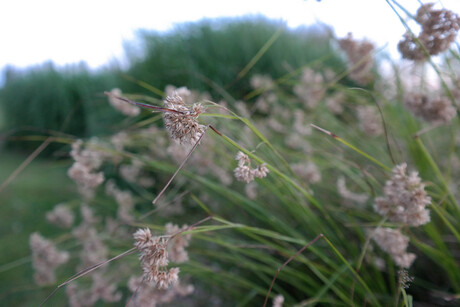 DUINEN