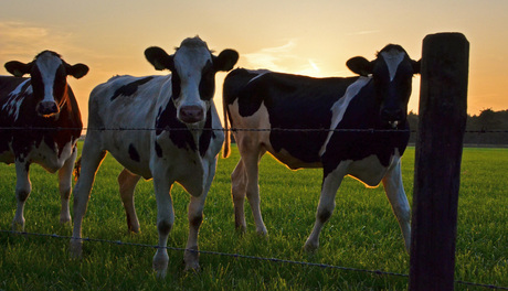 Een stel nieuwsgierige koeien bij zonsondergang