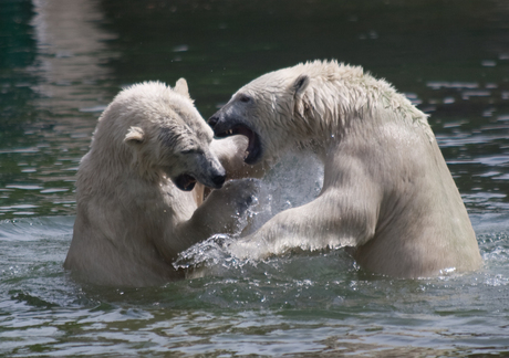 IJsberen Fight