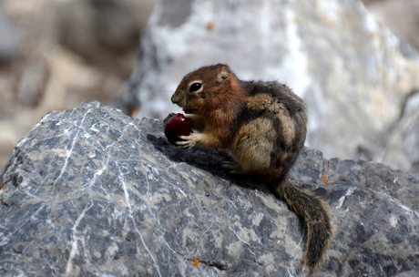 Chipmunk