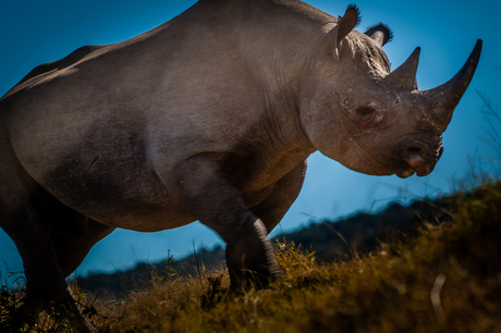 Zwarte Neushoorn