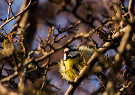 ontploft vogeltje