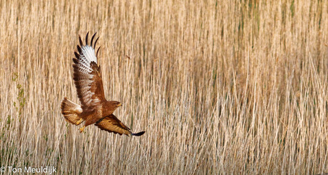 Buizerd-8350_DxO