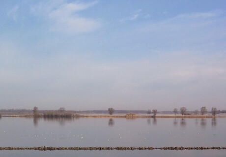 Blik op de Biesbosch