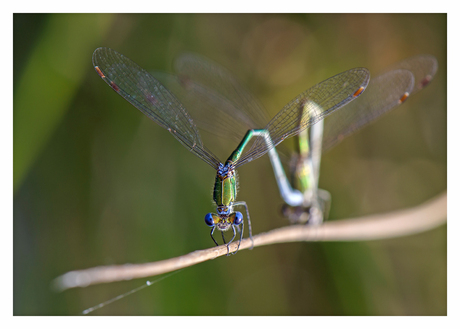 Gewone pantserjuffer (Lestes sponsa)