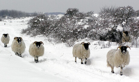 Lopend door sneeuw