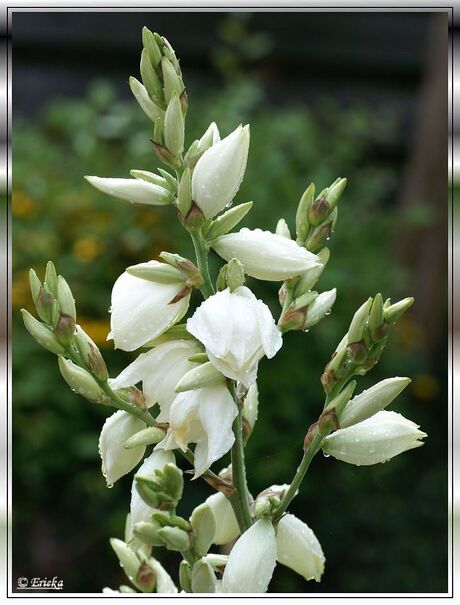 Bloeiende yucca