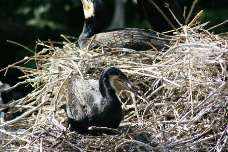 vogels