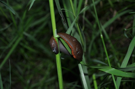 Blijf van mijn grasspriet af........