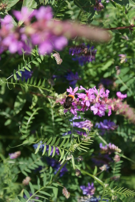 Hommel tussen de bloemen