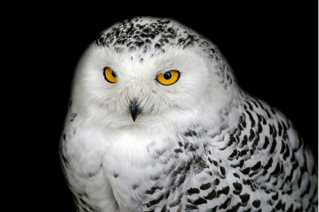 Snowy Owl