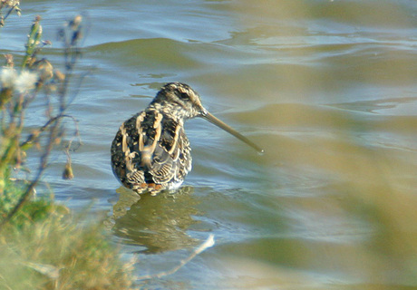 Watersnip