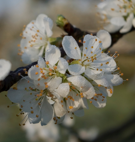 De Betuwe staat in bloei