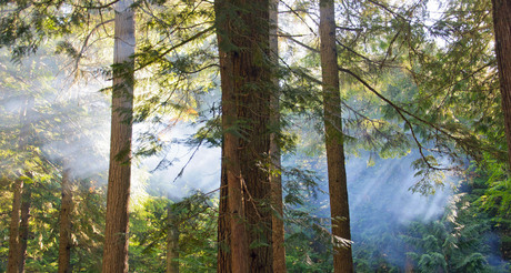 Zonnestralen door bos en rook