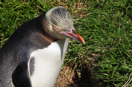 Geeloog Pinguin
