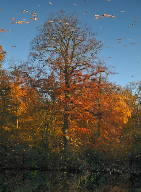 HERFST IN EDEGEM