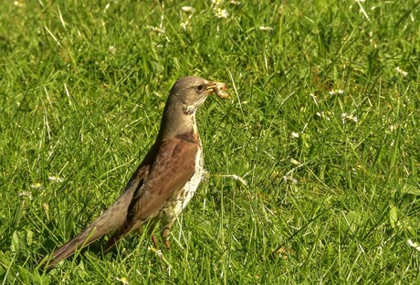 Kramsvogel met engerlinglarve