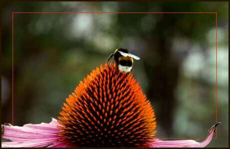 Hommel op Rode Zonnehoed