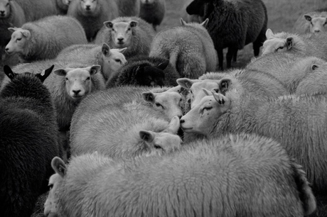 schapen massa