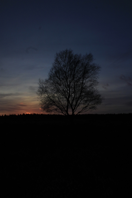 boom bij zonsondergang