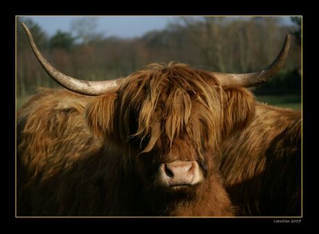 Schotse Hooglander