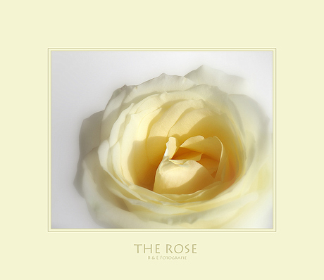 The Rose..