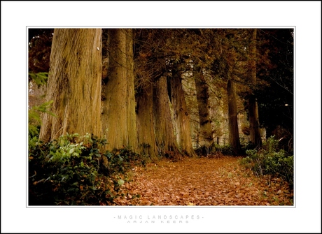 in het bos