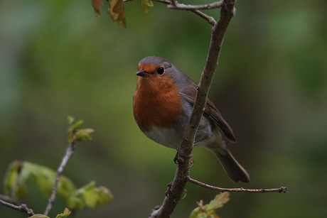 Roodborst