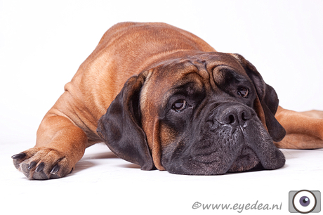 Ludo de Cane Corso