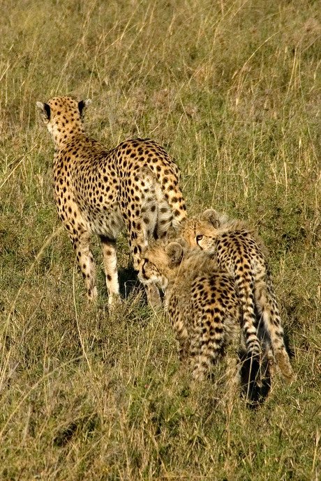 Cheeta moeder leert haar jongen jagen