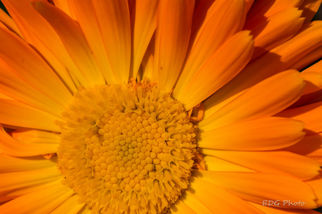 Een "zonne" bloem