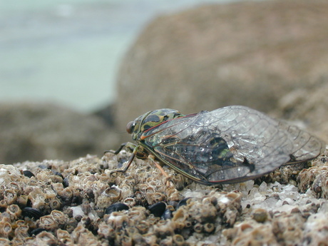 Insect Close Up