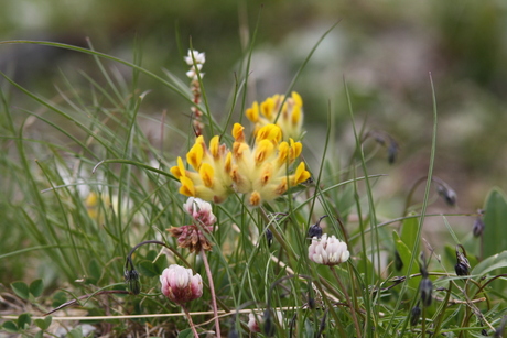 Zwitsers natuur