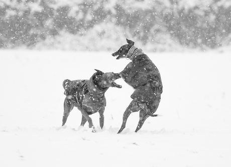 hond spelend in de sneeuw zwart-wit-380