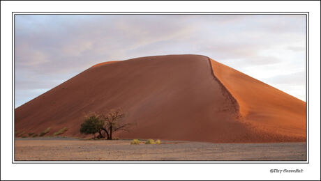 Sossusvlei Dune 45