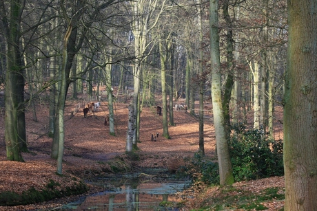 paarden in het bos