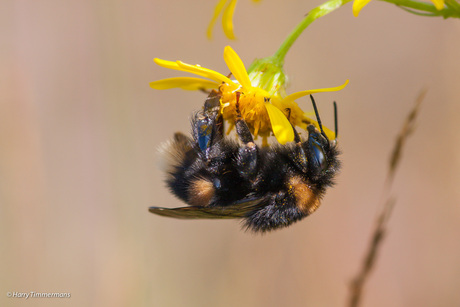 Een werkzame Hommel.