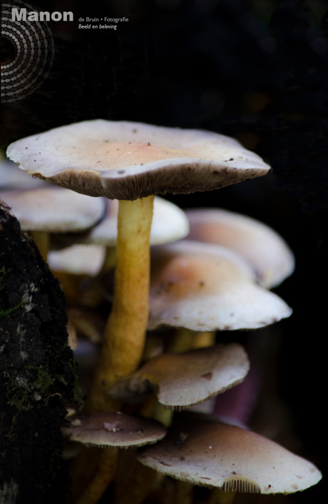 Herfst / Paddestoelen